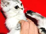Uygun Fiyat Zümrüt Göz Erkek Ve Dişi Silver 2 Aylık Yavru