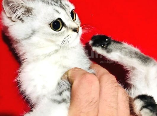 Uygun Fiyat Zümrüt Göz Erkek Ve Dişi Silver 2 Aylık Yavru görsel