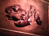 Ruhsatli Çi̇ftli̇ği̇mi̇zden Orjinal Doberman Yavrular