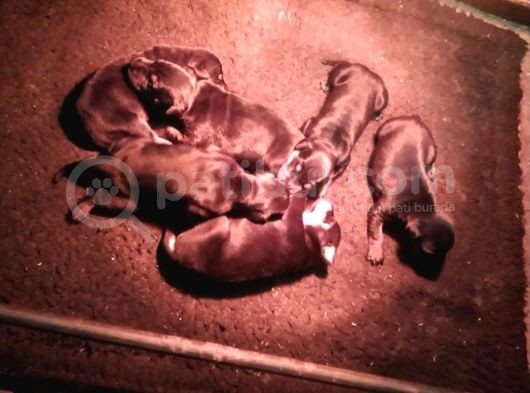Ruhsatli Çi̇ftli̇ği̇mi̇zden Orjinal Doberman Yavrular görsel
