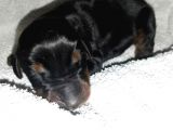 Ruhsatli Çi̇ftli̇ği̇mi̇zden Orjinal Doberman Yavrular