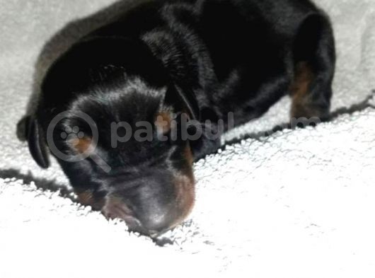 Ruhsatli Çi̇ftli̇ği̇mi̇zden Orjinal Doberman Yavrular