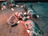 Ruhsatli Çi̇ftli̇ği̇mi̇zden Orjinal Doberman Yavrular