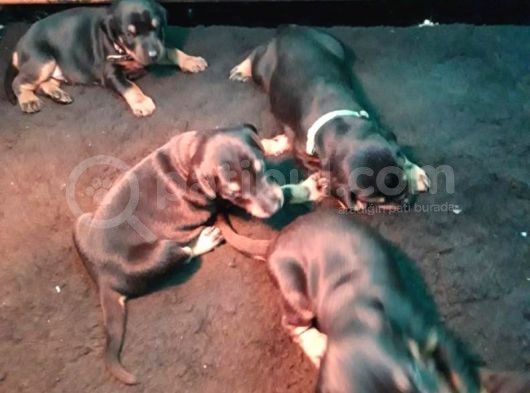 Ruhsatli Çi̇ftli̇ği̇mi̇zden Orjinal Doberman Yavrular görsel