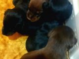 Ruhsatli Çi̇ftli̇ği̇mi̇zden Orjinal Doberman Yavrular