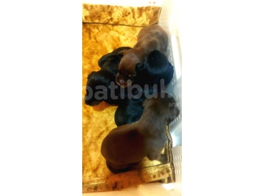 Ruhsatli Çi̇ftli̇ği̇mi̇zden Orjinal Doberman Yavrular görsel