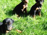 Ruhsatli Çi̇ftli̇ği̇mi̇zden Orjinal Doberman Yavrular