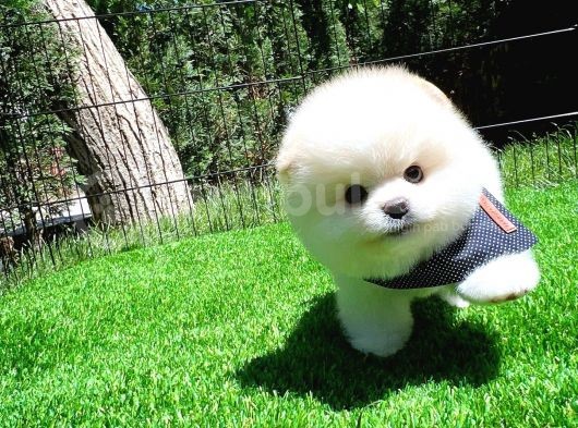 Ayı Surat Pomeranian Boo Yavrularımız