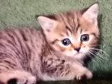 A Kali̇te Scotti̇sh Fold Ve Bri̇ti̇sh Shorthair Yavrular