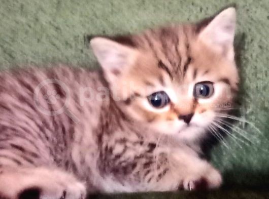 A Kali̇te Scotti̇sh Fold Ve Bri̇ti̇sh Shorthair Yavrular görsel