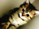 A Kali̇te Scotti̇sh Fold Ve Bri̇ti̇sh Shorthair Yavrular