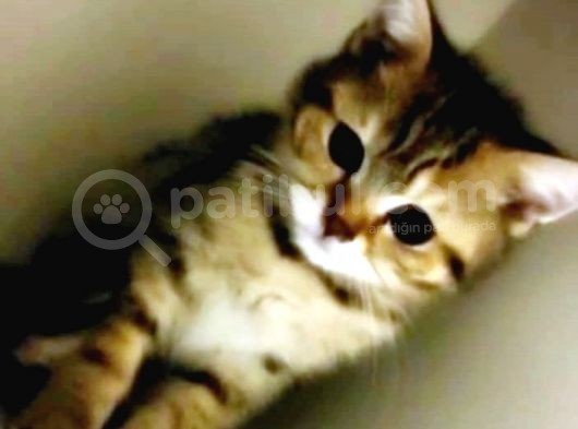 A Kali̇te Scotti̇sh Fold Ve Bri̇ti̇sh Shorthair Yavrular görsel