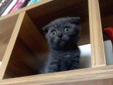 A Kali̇te Scotti̇sh Fold Ve Bri̇ti̇sh Shorthair Yavrular