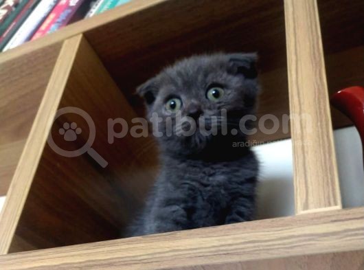 A Kali̇te Scotti̇sh Fold Ve Bri̇ti̇sh Shorthair Yavrular görsel