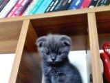 A Kali̇te Scotti̇sh Fold Ve Bri̇ti̇sh Shorthair Yavrular