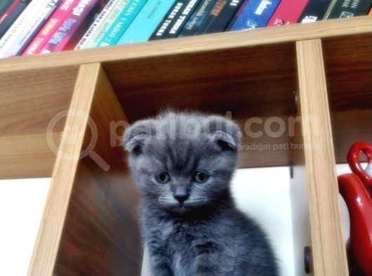 A Kali̇te Scotti̇sh Fold Ve Bri̇ti̇sh Shorthair Yavrular görsel
