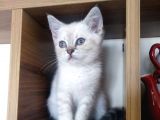 A Kali̇te Scotti̇sh Fold Ve Bri̇ti̇sh Shorthair Yavrular