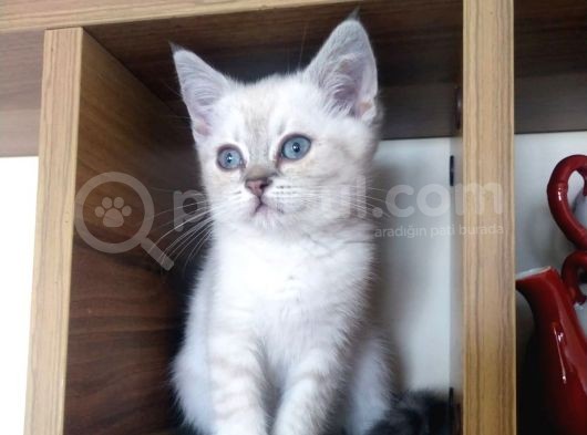 A Kali̇te Scotti̇sh Fold Ve Bri̇ti̇sh Shorthair Yavrular görsel