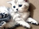 A Kali̇te Scotti̇sh Fold Ve Bri̇ti̇sh Shorthair Yavrular