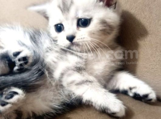 A Kali̇te Scotti̇sh Fold Ve Bri̇ti̇sh Shorthair Yavrular