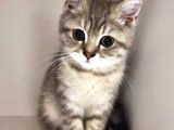 A Kali̇te Scotti̇sh Fold Ve Bri̇ti̇sh Shorthair Yavrular