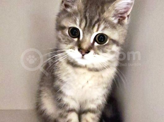 A Kali̇te Scotti̇sh Fold Ve Bri̇ti̇sh Shorthair Yavrular görsel