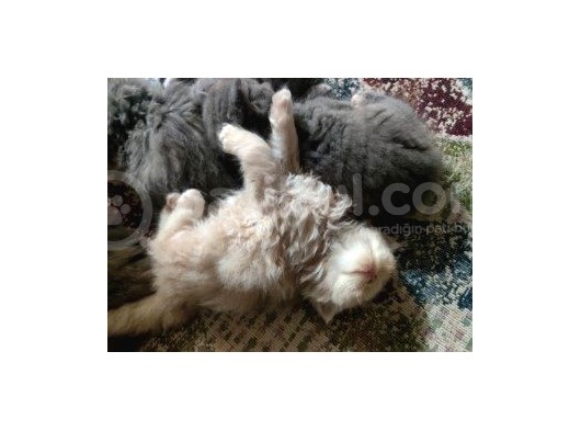 Yavrularıma Huzur Dolu Yuva Acil görsel