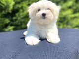 Kar Beyaz Orji̇nal Maltese Bebekler