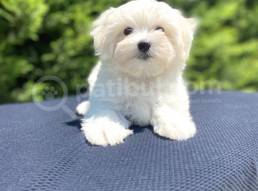 Kar Beyaz Orji̇nal Maltese Bebekler görsel