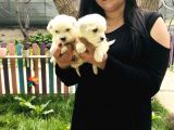 Maltese Terrier Yavrularım