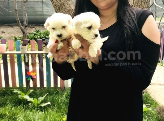 Maltese Terrier Yavrularım görsel