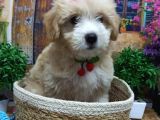 Muazzam Güzelli̇kte  Malti̇poo Yavrularimiz