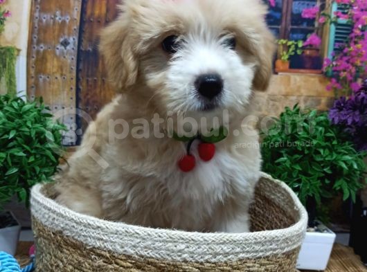 Muazzam Güzelli̇kte  Malti̇poo Yavrularimiz