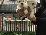 Maltese Terrier Yavrularım