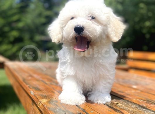 Sevi̇mli̇ Malti̇poo Bebekleri̇mi̇z