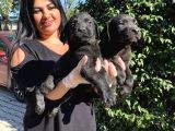 Mükemmel Labrador Yavrularımız