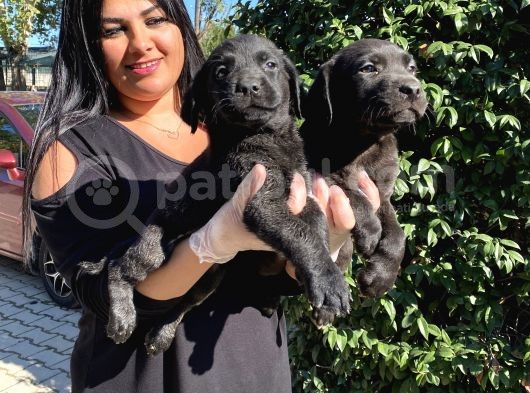 Mükemmel Labrador Yavrularımız görsel