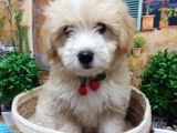 Muazzam Güzelli̇kte  Malti̇poo Yavrularimiz