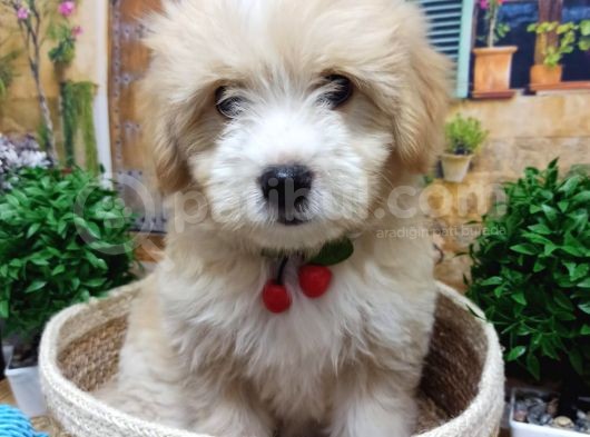 Muazzam Güzelli̇kte  Malti̇poo Yavrularimiz görsel