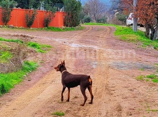 50 Günlük A Kalite Dişi Erkek Mevcut Iç Parazitleri Aşıları Yapıldı görsel