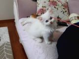 Muhteşem Chincilla Yavrular