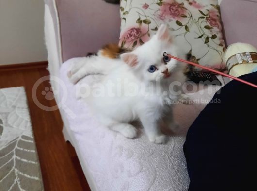 Muhteşem Chincilla Yavrular görsel