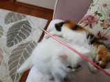 Muhteşem Chincilla Yavrular