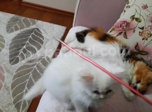 Muhteşem Chincilla Yavrular görsel