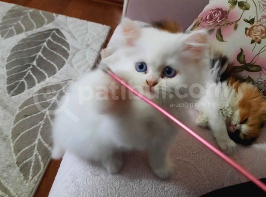 Muhteşem Chincilla Yavrular görsel