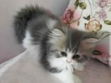 Muhteşem Chincilla Yavrular