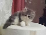 Muhteşem Chincilla Yavrular