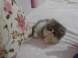 Muhteşem Chincilla Yavrular