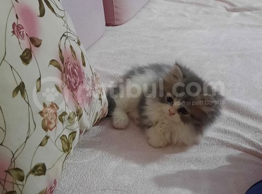 Muhteşem Chincilla Yavrular görsel