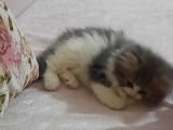 Muhteşem Chincilla Yavrular